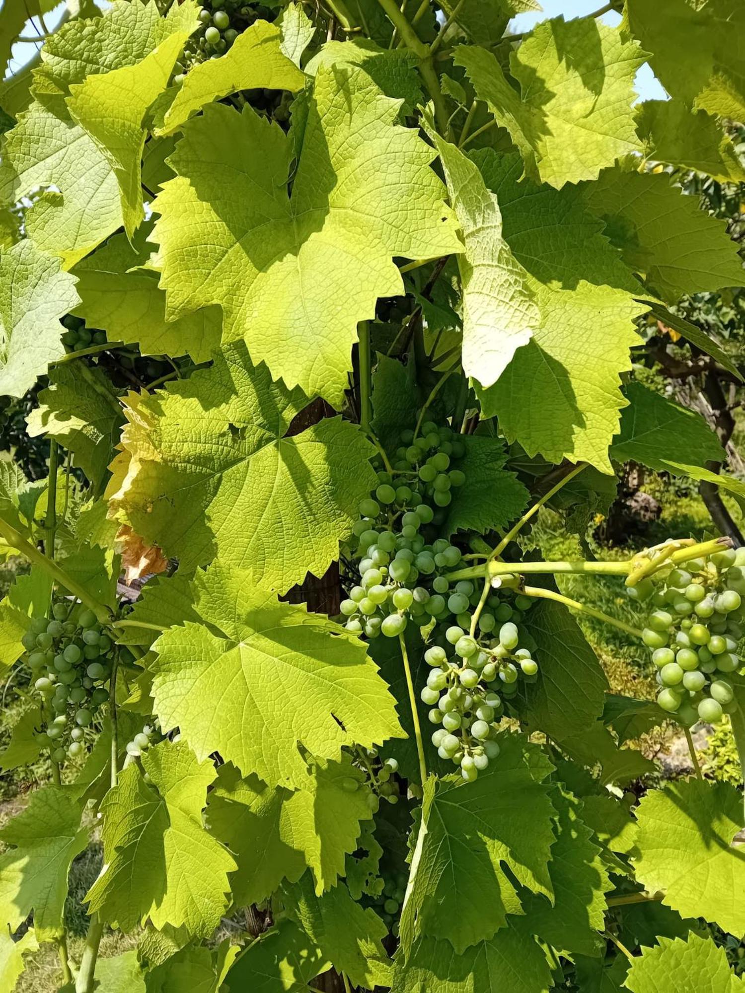 Czytelnia W Sadzie Βίλα Krzykawka Εξωτερικό φωτογραφία